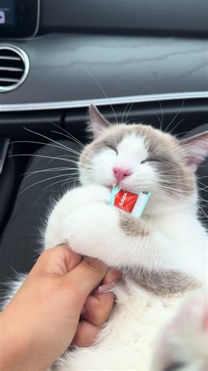 #cat #lilith #f #fyp #recommendations #sweet #ragdoll #blueeyes #blueeyes
