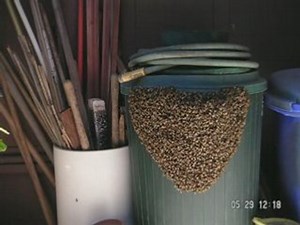 Honeybees leaving hive, clustering and Swarming.