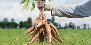 How To Tell If Yucca Is Bad? - Cully's Kitchen