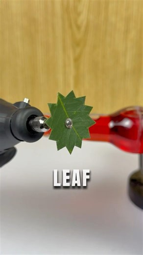 Guess Leaf Can Cut a String Bottle🍾? 😱 #satisfying #asmr #experiment #bottle