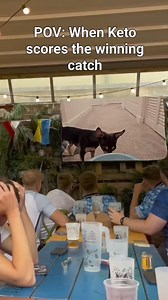 21K views · 269 reactions | In an alternate universe ✨️ 藍 #chihuahualife #chihuahua #ketothechihuahua #doglife #dogsofinstagram | The Chi Society | Facebook