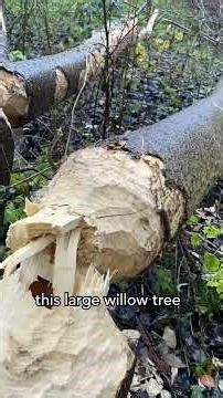 Sir David Attenborough just visited these beavers in London, and now you can too! 🦫