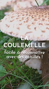Une magnifique coulemelle ! Comment la reconnaître ? On vous montre tout ça ! ⚠️ Mais attention : ne la confondez pas avec les petites lépiotes toxiques ! Dans notre formation en ligne dédiée aux champignons, on vous apprend pas à pas à identifier, éviter les confusions et cuisiner vos récoltes en toute sécurité. En ce moment, elle est à -50% alors profitez-en ! 😉 Tapez le mot "cueillette" en commentaire, et on vous envoie toutes les infos en message privé. #cueillette #champignons #sauvage #na