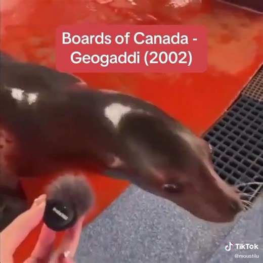 this sealion sounds like Boards of Canada - Geogaddi, it's so eerie