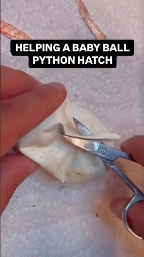 Helping a baby Ball Python Hatch😍🐍