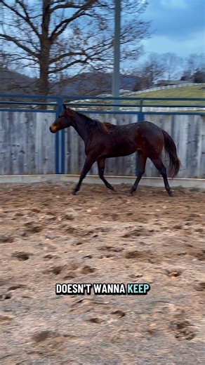 Daphne, Queen of Crossfiring🐴💜👑 | Katie Van Slyke