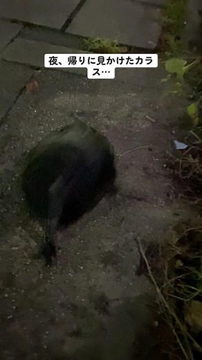 カラスとの絆を深める方法
