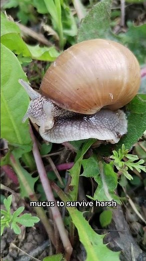 Snail facts that will slow you down! Talk about 3years of sleep! 🐌 💤 #education #facts #animals