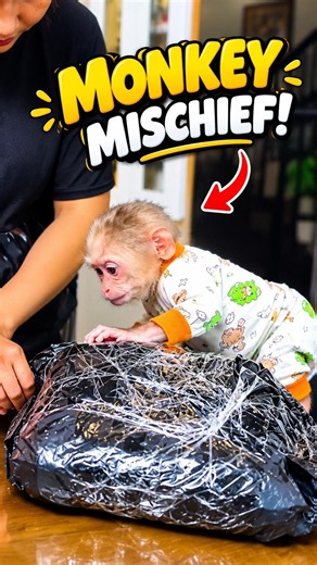 Monkey Lala Discovers a Mysterious Package! 😲🐒 Cute Baby Monkey #Shorts