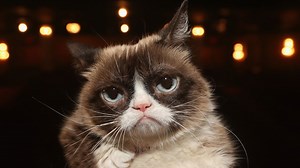 Grumpy Cat, Internet-Famous Pet, Dead at 7