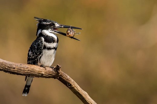 Pied Kingfisher Facts - 12 Things to Know About Africa’s Black & White Bird