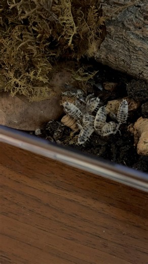 I treated my babies to a pinky mouse last night! These are porcellio laevis isopods and they are voracious eaters with a high protein diet. I love these little crustaceans. Bottom Bin Isopods | Courtney Robertson
