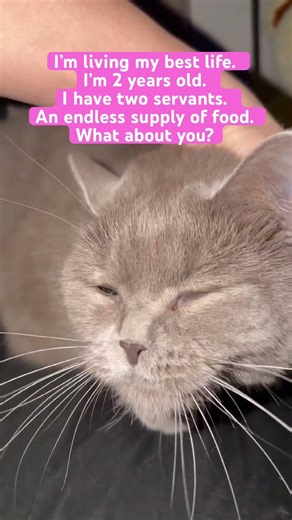 What about you? Write in the comments.💞 #cat #prettycat #baby #prettyfunny #funny #viral #animals