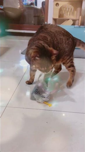 貓咪玩具開箱