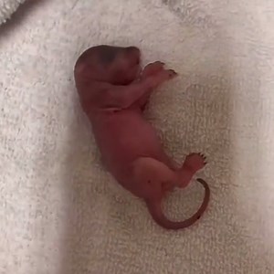 This man found a newborn animal that had been rejected by its mother...❤️ | Lovimals