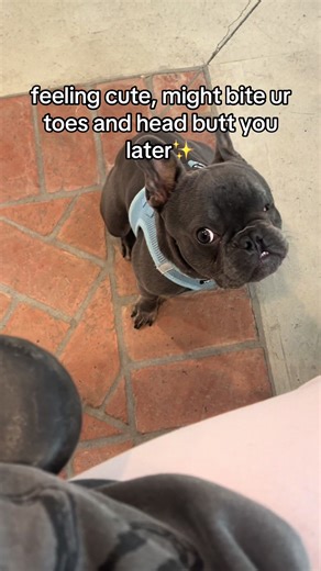 Rufus the Frenchie: Adorable Dog Adventures