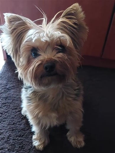 ΟΤΙ ΕΊΠΕ 🤣#σκυλος #ελληνικοτικτοκ #τικτοκ_ελλαδα #dog #μπες