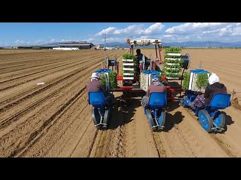 Tomato Planting Machinery