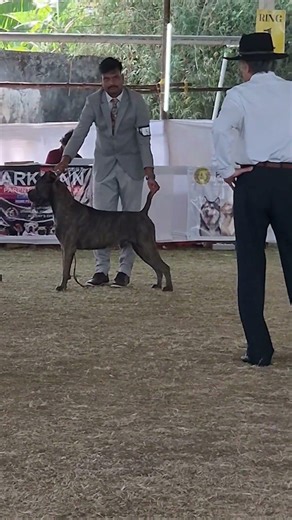 Cane Corso - BoB Winner | Palakkad Dog show 2025 | Italin Mastiff | Championship Show