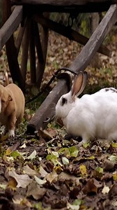 Best Country Food #cooking #food #recipe #countryfood #foodrecipes | Cooking Family | Facebook