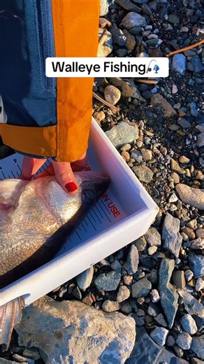 1.3K reactions · 16 shares | Passing the time until hardwater酪 #walleye #walleyefishing #jigfishing #catchandrelease #walleyenation #fishny #nyfishing #hudsonriver #girlsfishing #girlsfishingdaily #dsgfish #dsgouterwear #doingsomethinggreat @dsgfish DSG Outerwear-Women's Fishing Apparel https://www.tiktok.com/t/ZP8DxJpPT/ | Sammi Leigh | Facebook