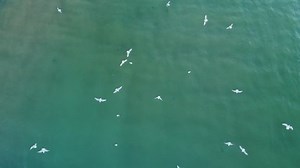 Gulls Flying Landing On Sea Jellyfish 库存影片视频（100% 免版税）1017296839 | Shutterstock