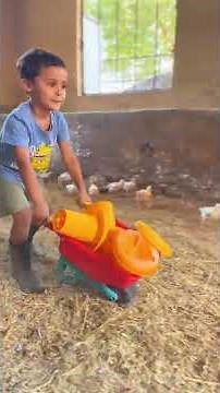 How to raise chickens at home