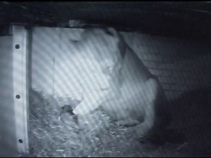 LION BIRTH: Two cubs born on camera - video Dailymotion