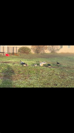 Everyone I know needs ducks. They wag their tails and follow you around. They eat all your bugs and they’re fun to watch go by ducks. | John Stroup