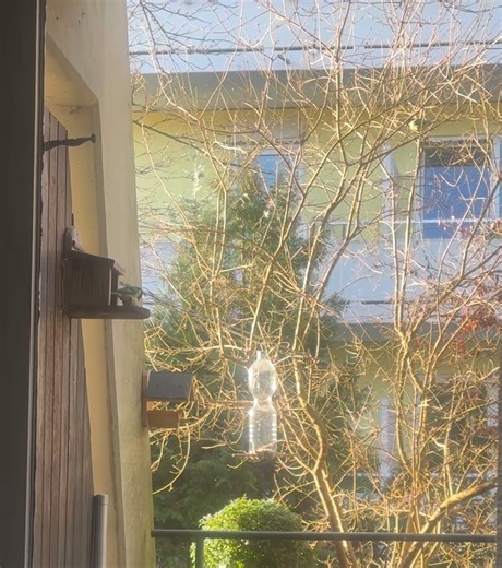 morning bird activities🤣