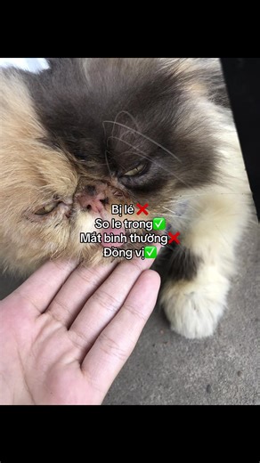 Hiểu Về Mắt So Le: Những Dấu Hiệu Nhận Biết