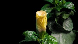 Time lapse of hibiscus flower blooming on pure black background | Premium Stock Video Footage