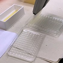 Assessing Antibody Effects on Candida | JoVE Journal