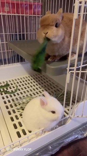 20K views · 1K reactions | When you thought it was a shared snack... 塞 #rabbit #bunnylove #adorableanimals #cutenessoverload #bunnylife #instacuteness #petgram #rabbitsofinstagram #cuteanimals #cutebunny #happybunny #naturelovers #SimpleJoys #naturemoments #simplepleasuresoflife #purejoy | Happy rabit | Facebook