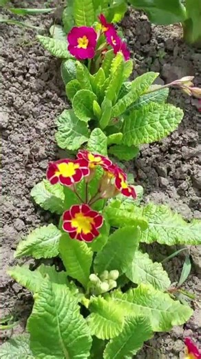 Primroses Grown from Seed Are Blooming 🌸