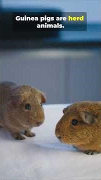 Things Your Guinea Pig Hates (Beginner Mistakes)