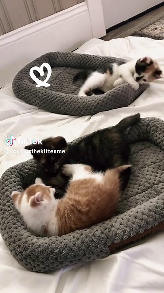 Exciting Playtime with Adorable Kittens