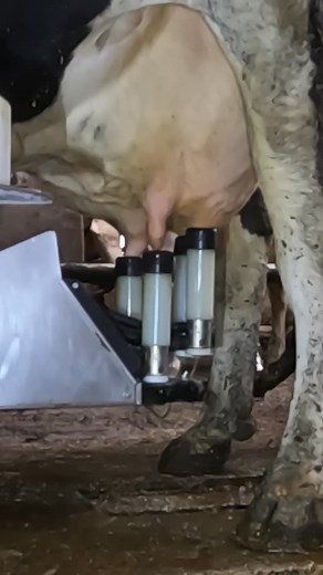 1.7K views | Robotic milking fullwood JOZ merlin M2 | Marías | Facebook
