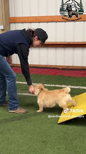 Cairn Terrier Agility Training: First Day