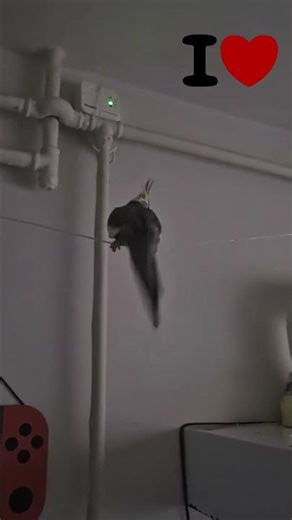 Mission impossible Wiwi cockatiel 🥰🙃 #birds #cockatiel #papagal