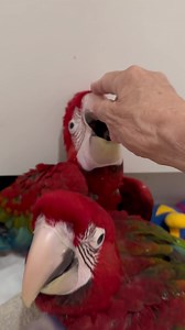 28K views · 3.6K reactions | Your morning taste of cuteness.. Diego is such a clown!藍殺❤️ Nobody was interested in breakfast this morning..too much to do on the playmat!拾路‍♀️ | Macaws And More | Facebook