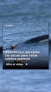 🌊🐋 Fue a Península Valdés, filmó a las orcas cazando lobos marinos y su video da la vuelta al mundo: En la costa de Chubut comenzó la temporada de avistaje del predador más astuto y poderoso y Maxi Jonas grabó esta impresionante escena. Mirá 👇 https://buff.ly/3IPsEjn | Diario Río Negro