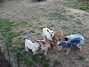 Miniature Blue and Red Heeler Puppies for sale