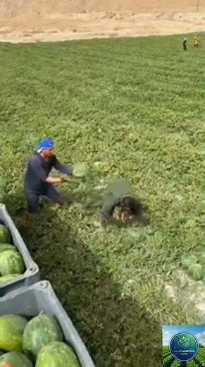 High-Speed Manual Watermelon Harvesting and Loading | #agritech #farming #satisfying #viral