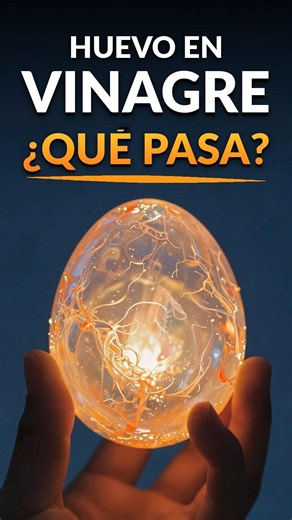¿Qué sucede si dejas un huevo en vinagre 48 horas? #experimento