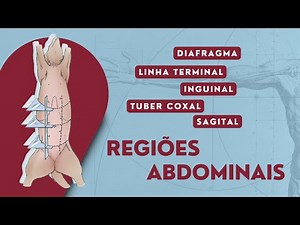 Regiões Abdominais | Cão e Gato | Anatomia Veterinária | Anatomia Animal