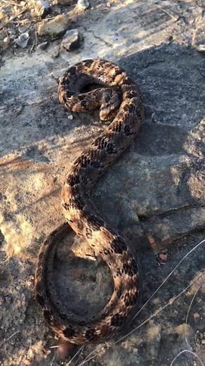 ANGRY Night Adder #snakesoftiktok #snakes #fyp #foryoupage #southafrica