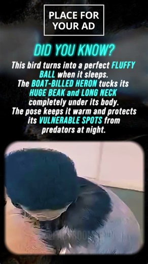 THIS BIRD TURNS INTO A BALL IN ITS SLEEP