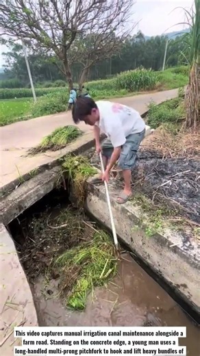 Manual Canal Cleaning: Long-Handled Pitchfork Weeding #shorts