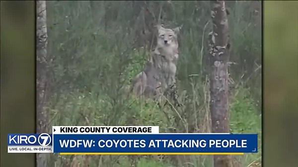 VIDEO: WDFW: Coyotes Attacking People